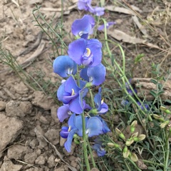 Swainsona procumbens
