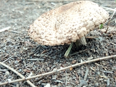 Agaricus