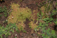 Saxifraga
