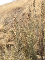 Artemisia californica