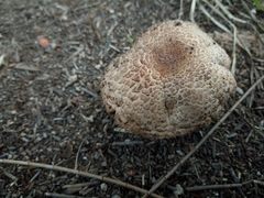 Agaricus