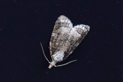Platynota exasperatana