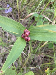 Maianthemum stellatum