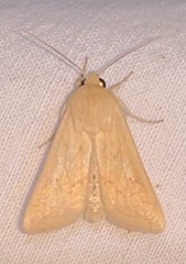 Mythimna vitellina