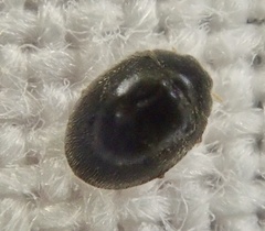 Stethorus pusillus