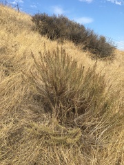 Artemisia californica