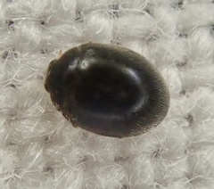 Stethorus pusillus