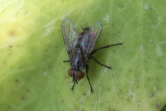 Oestroidea