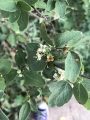 Symphoricarpos