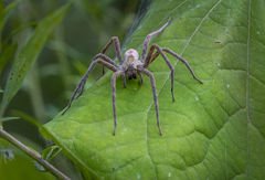 Pisaurina mira
