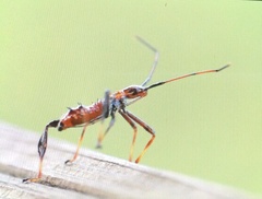 Leptoglossus gonagra