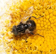 Eristalinus