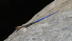 Plestiodon