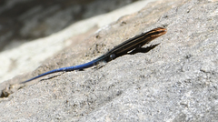 Plestiodon