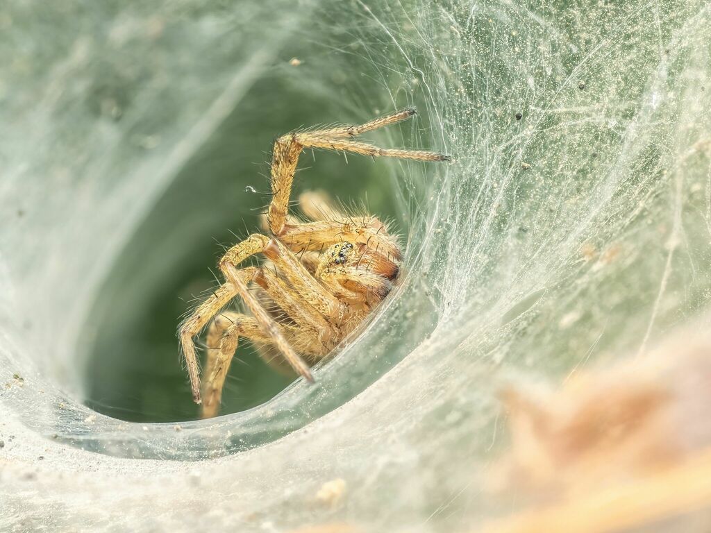 Agelenopsis oregonensis