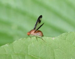 Toxonevra superba