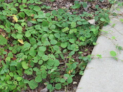 Desmodium rotundifolium