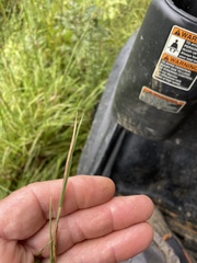 Schizachyrium scoparium