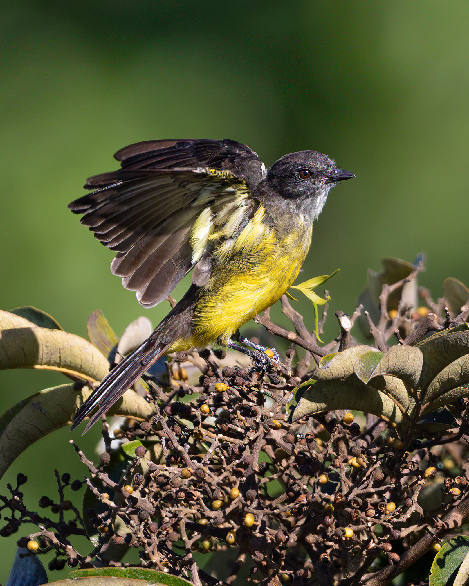 Dusky-chested Flycatcher (Myiozetetes luteiventris), photo 9