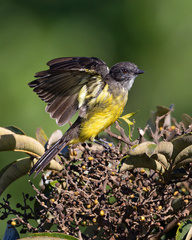 Dusky-Chested Flycatcher photo 4