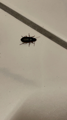 Harpalus rufipes
