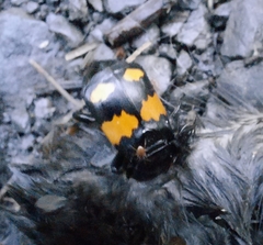 Nicrophorus