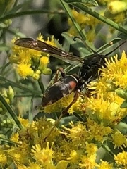 Fuscopolistes