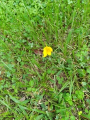 Zephyranthes tubispatha