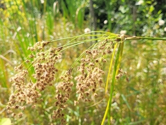 Scirpus cyperinus