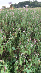 Persicaria pensylvanica