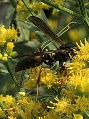 Fuscopolistes