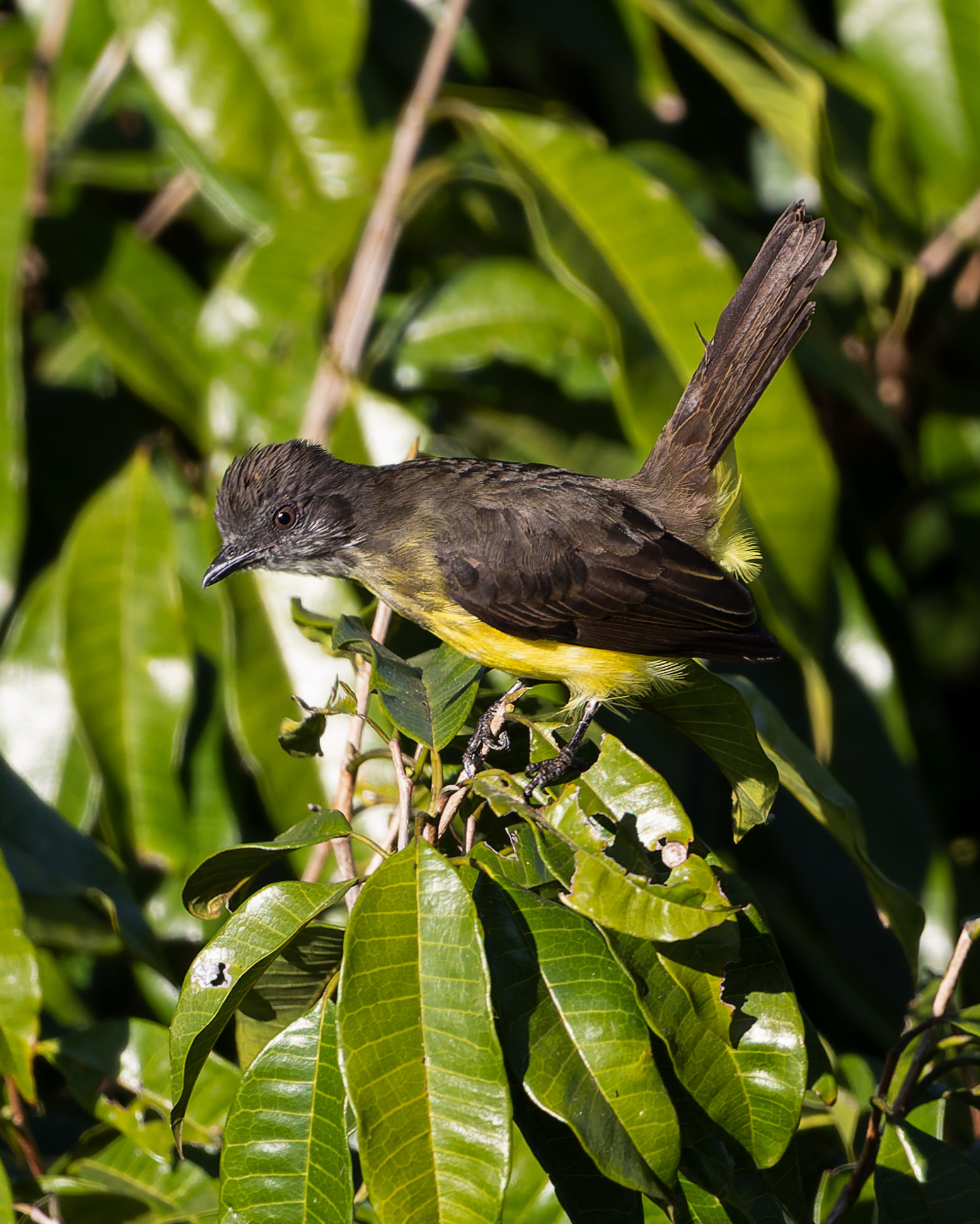 Dusky-chested Flycatcher (Myiozetetes luteiventris), photo 10