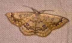 Cyclophora annularia