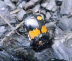 Nicrophorus