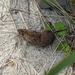 Muskeget Vole - Photo (c) Lily M, some rights reserved (CC BY-NC), uploaded by Lily M