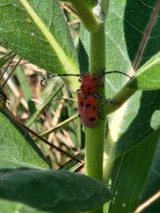 Tetraopes femoratus
