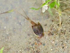 Triops