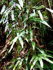 Lygodium reticulatum