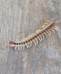 Scolopendra