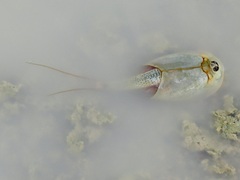 Triops
