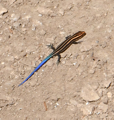 Plestiodon