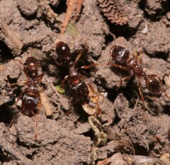Tetramorium caespitum