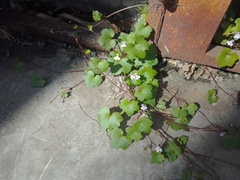 Cymbalaria muralis