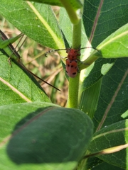Tetraopes femoratus