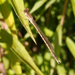 Sympecma fusca