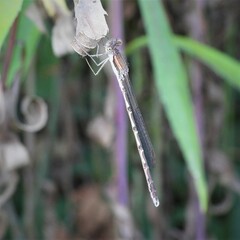 Sympecma fusca