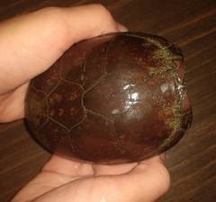 Kinosternon subrubrum