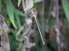 Sympecma fusca