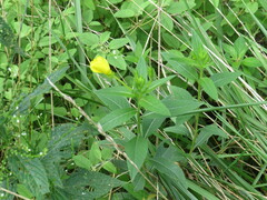 Oenothera pilosella