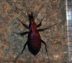 Carabus smaragdinus